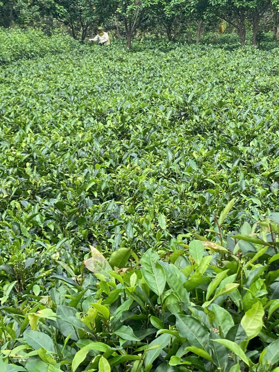 Lan man… trà Việt - Ảnh 1.