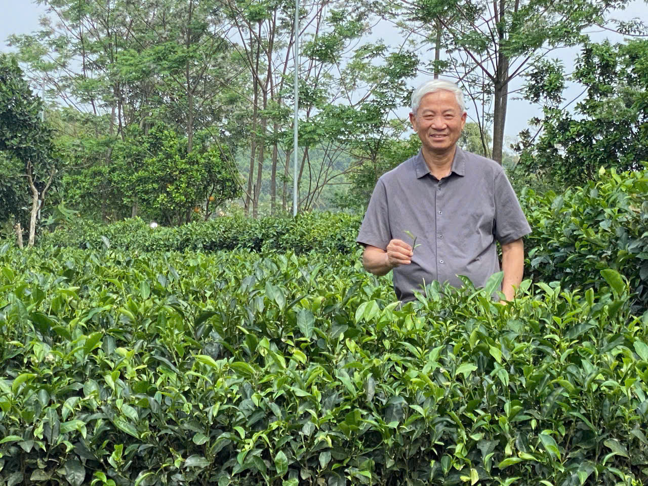 Lan man… trà Việt - Ảnh 2.