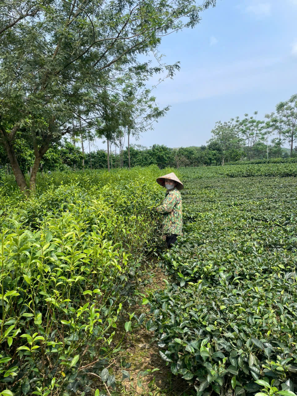Lan man… trà Việt - Ảnh 3.