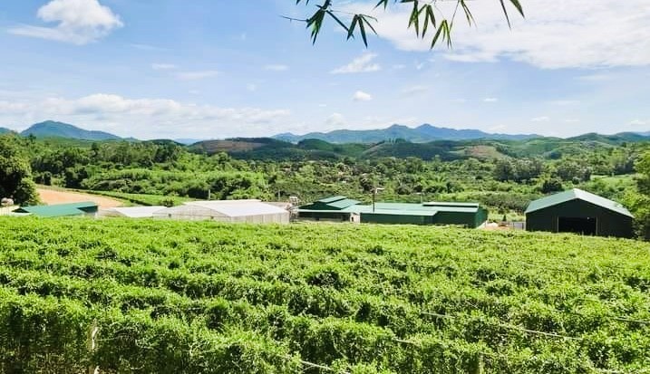 Agribank Tây Nghệ An đồng hành phát triển lâm nghiệp bền vững
