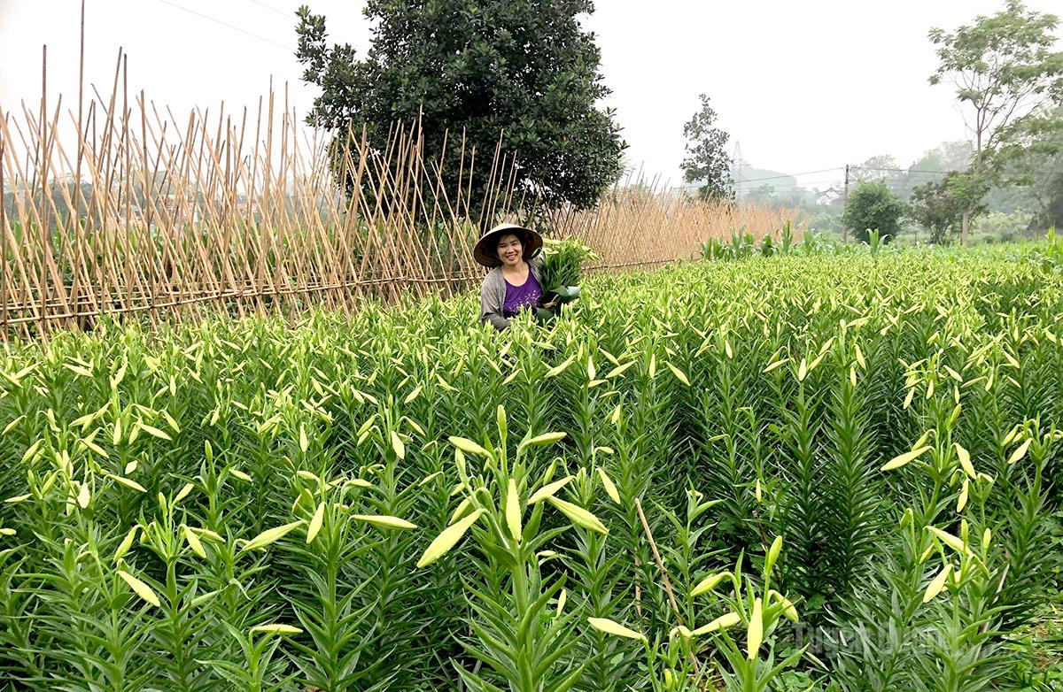 Sezonul blând al crinilor Hoa Loa kèn còn được gọi là hoa Huệ tây. Loại hoa này một năm chỉ có một vụ và thường cho thu hoạch vào cuối tháng 3 đầu tháng 4.