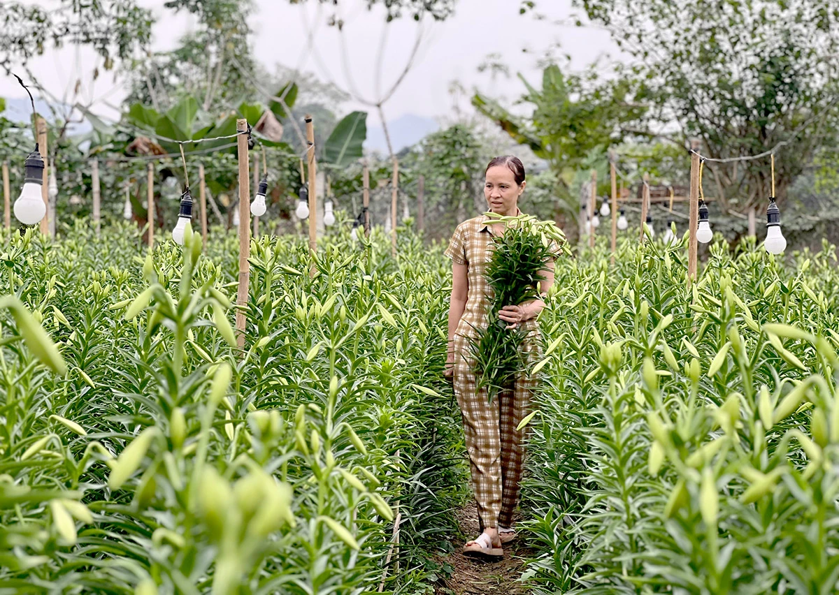Sezonul blând al crinilor Những ngày gần đây, người trồng hoa Loa kèn đang bắt đầu bước vào thu hoạch đầu vụ.