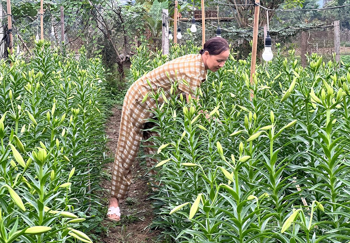 Sezonul blând al crinilor Gia đình bà Phạm Thị Phượng trồng hoa Loa kèn 10 năm nay cho biết, giá hoa hiện dao động từ 3.500 đồng đến 4.000 một nụ.