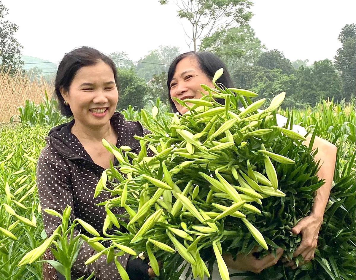 Sezonul blând al crinilor Mặc dù được giá nhưng người trồng Loa kèn cũng chỉ mong thu hồi được vốn, do thời tiết không ủng hộ nên năng suất giảm so với năm trước.