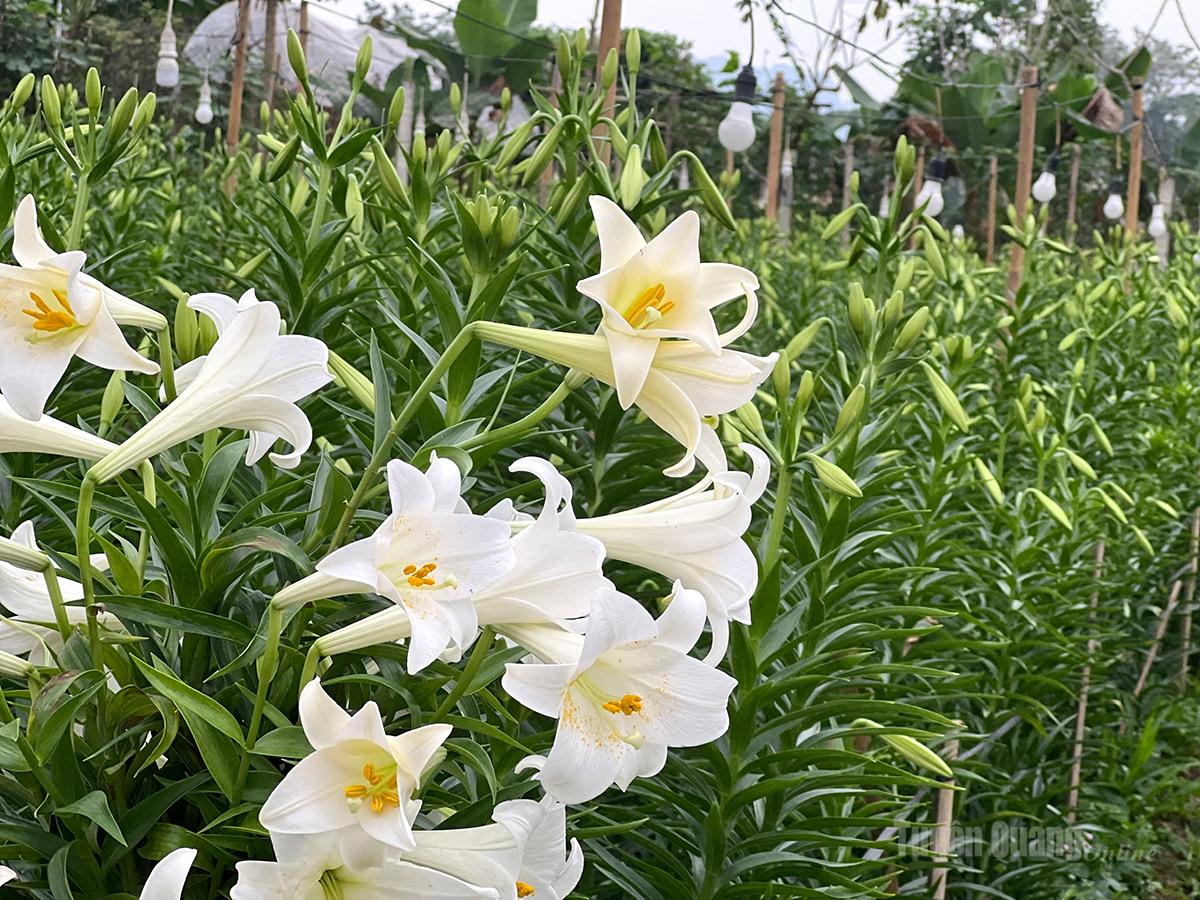 Sezonul blând al crinilor Hoa mọc trên cành, mỗi cành thường có 1-3 bông, cành cứng hơn thược dược nên ít bị gãy đổ.