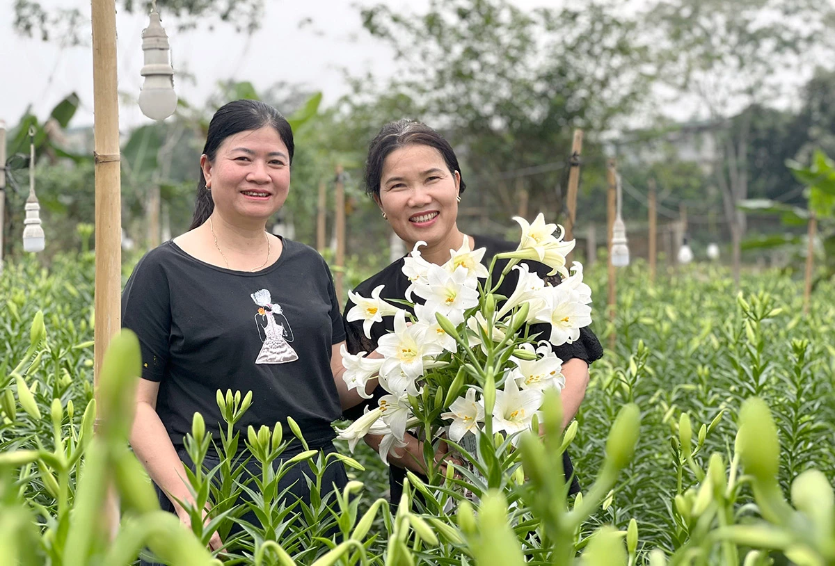 Sezonul blând al crinilor Sắc trắng tinh khôi cùng hương thêm dịu nhẹ khiến loài hoa này được nhiều người yêu thích.