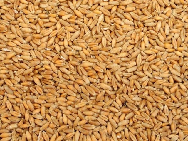 Tiểu mạch dưỡng tâm, bổ thận, kiện tỳ