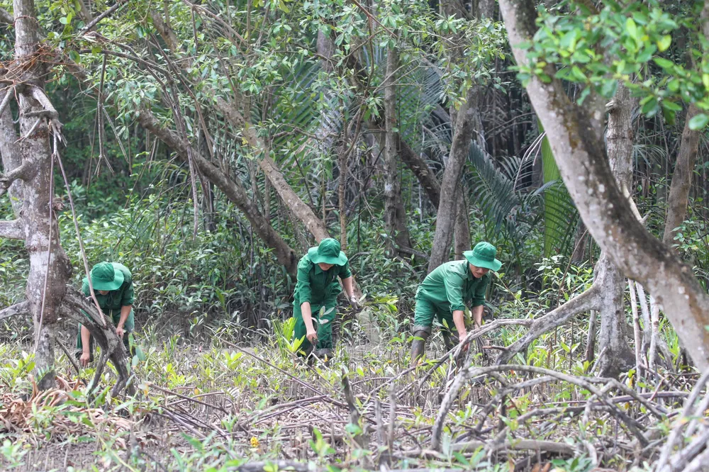 Mangrovebos in de gemeente Can Gio, Ho Chi Minh-stad. Foto: HOANG HUNG
