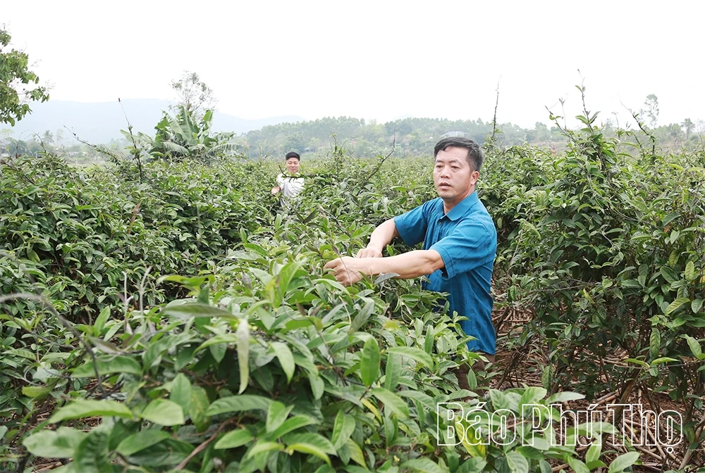 Innovazione nella produzione agricola nel comune di Dai Dinh.
