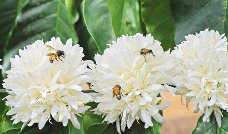 Vàng đen nơi quê ngoại - Ảnh 2.