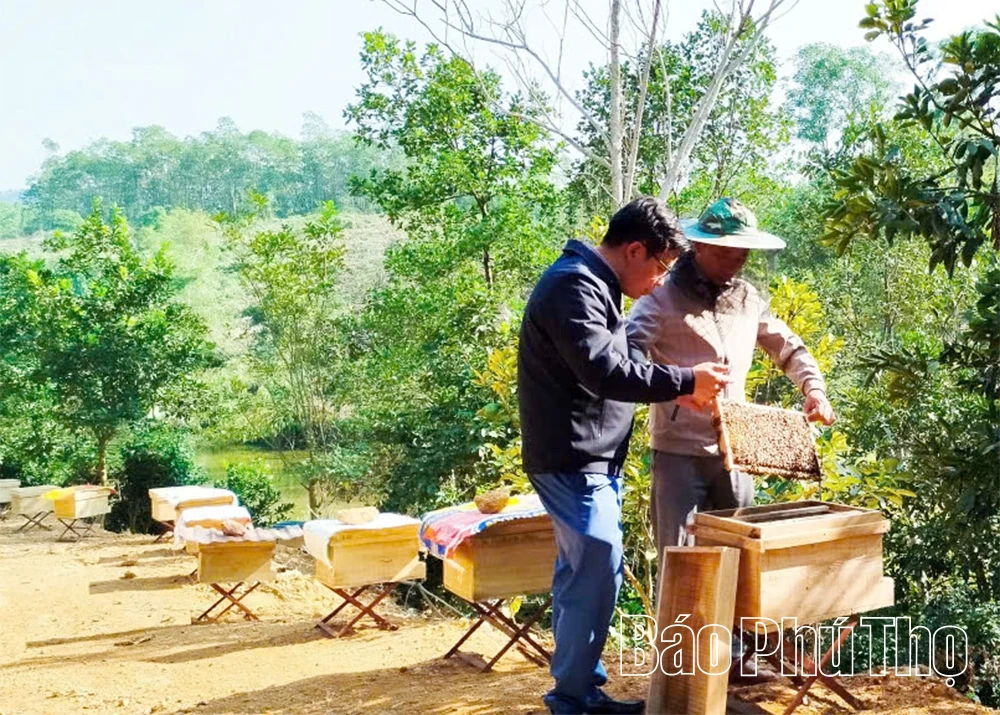 মৌমাছি পালন করে প্রচুর অর্থ উপার্জন।