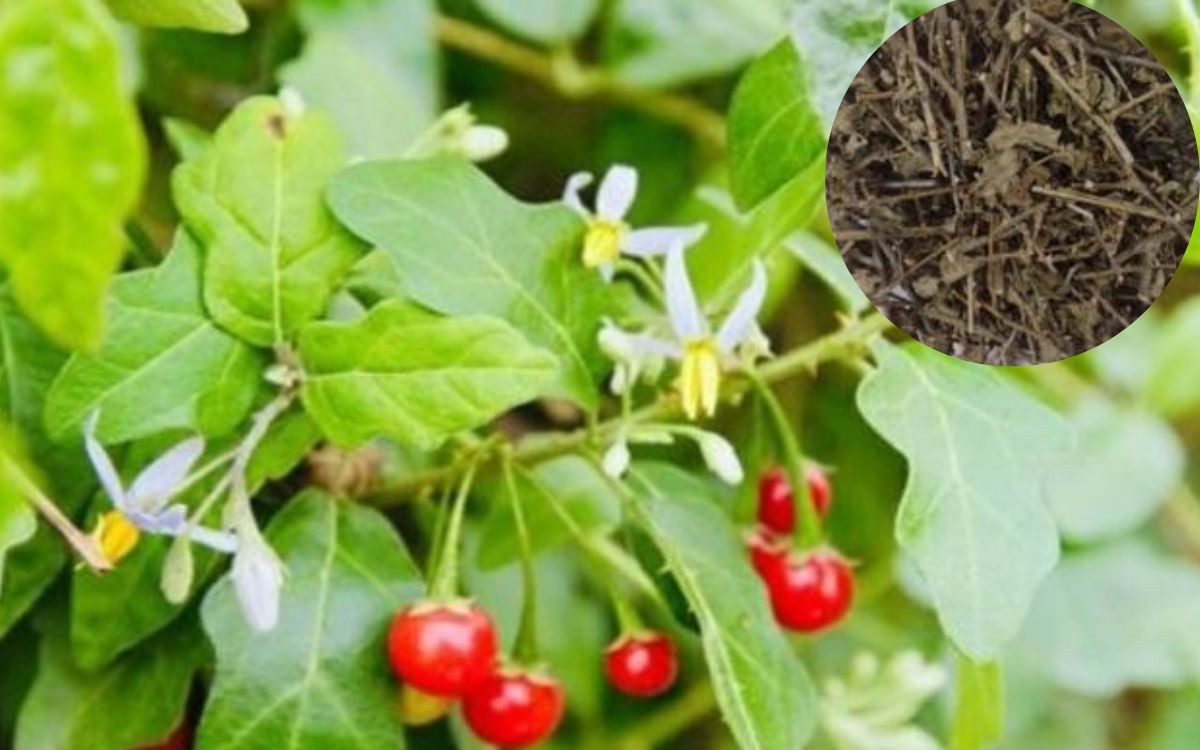 Metodi per prevenire la serie di malattie 5 vị thuốc dưỡng gan vào mùa xuân