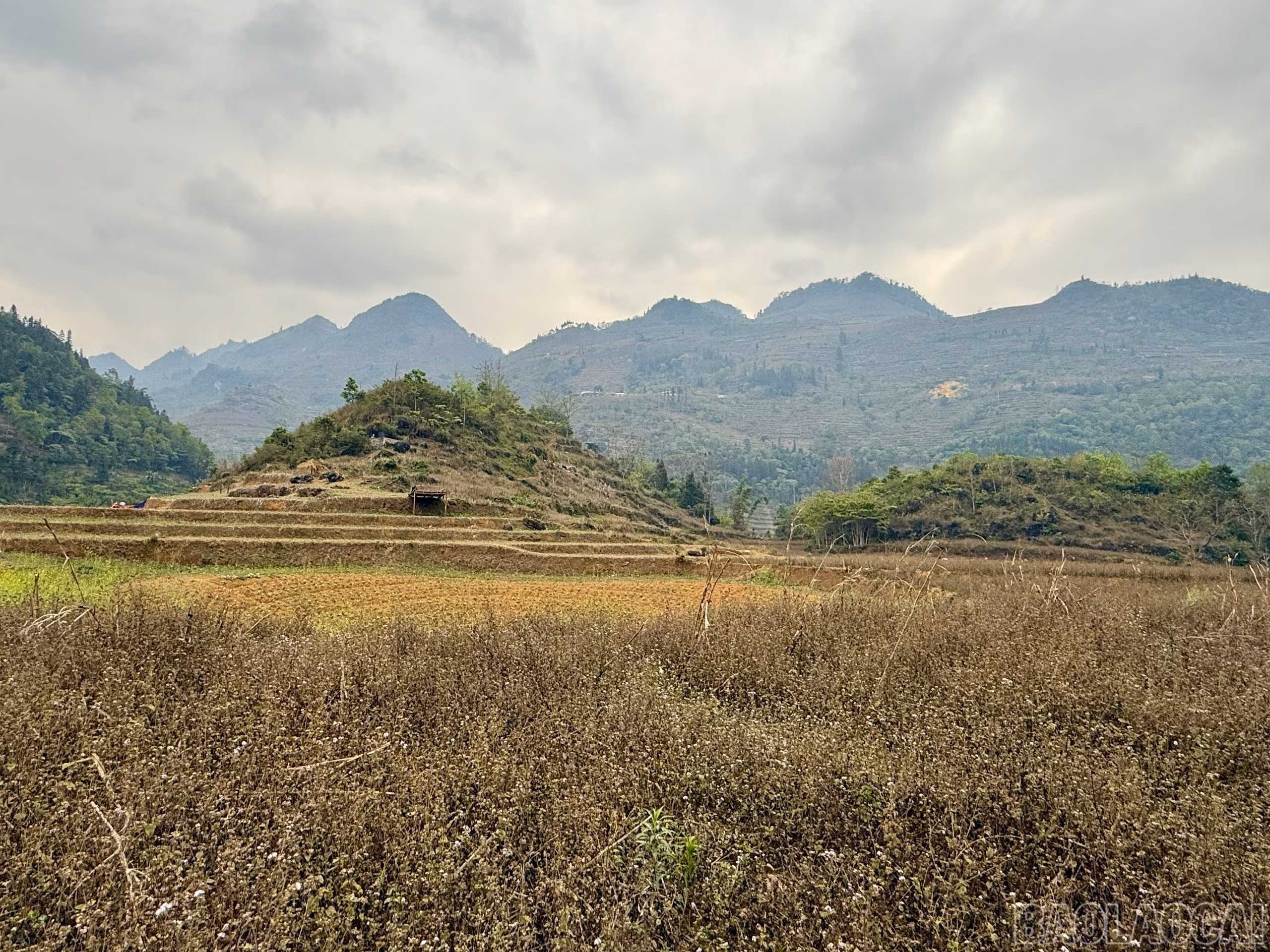 baolaocai-br_z7674613924012-4a98d00d0127b07ea399253471a3e8b0.jpg