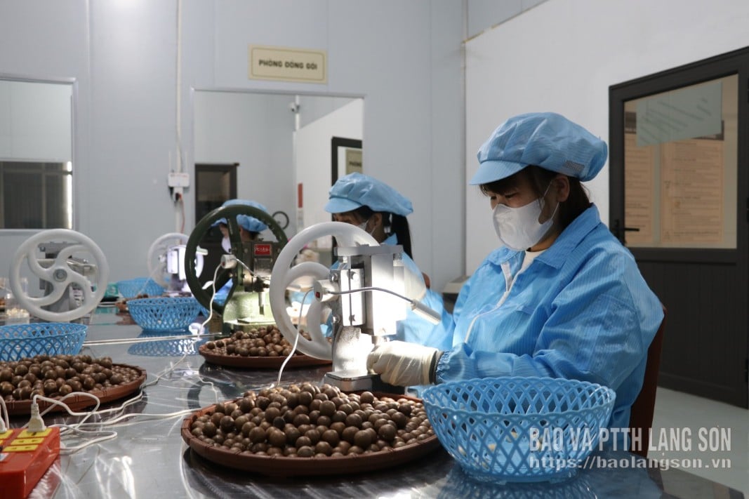 Workers at Macaday Joint Stock Company process macadamia nuts at the production plant.