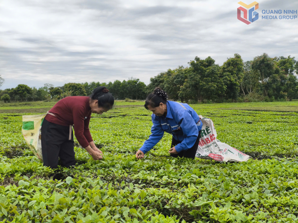 ປະຊາຊົນບ້ານກວາງລອງ 9 ເກັບກ່ຽວຊາດ້ວຍມື.