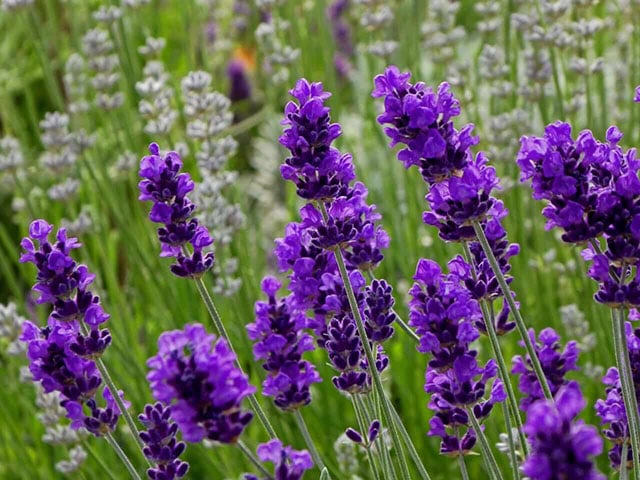 6 erbe che aiutano a dormire bene in modo naturale senza melatonina - Immagine 2. 6 thảo dược giúp ngủ ngon tự nhiên không cần dùng melatonin- Ảnh 2.