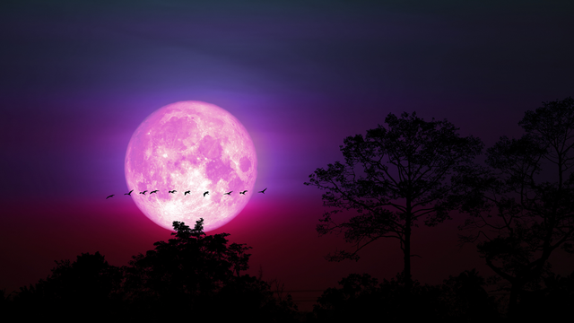 Nisan ayındaki dolunay, Pembe Ay olarak adlandırılır. Fotoğraf: CANVA