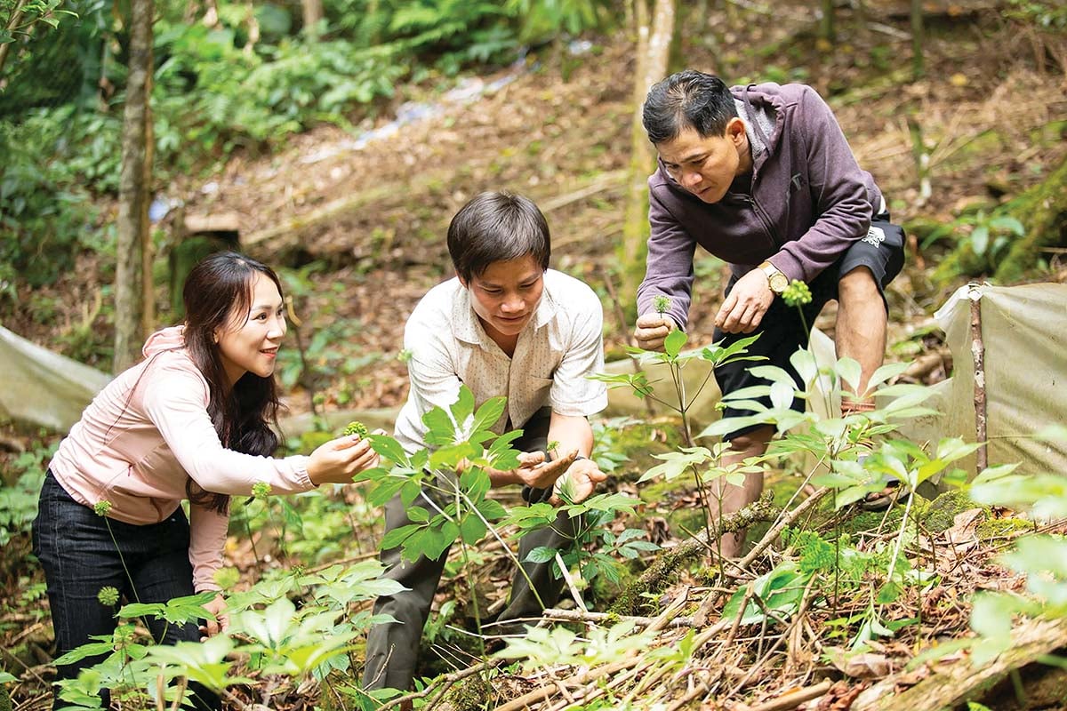 La città di Da Nang sta ampliando la coltivazione delle piantine di ginseng Ngoc Linh per sviluppare l'industria delle erbe medicinali.