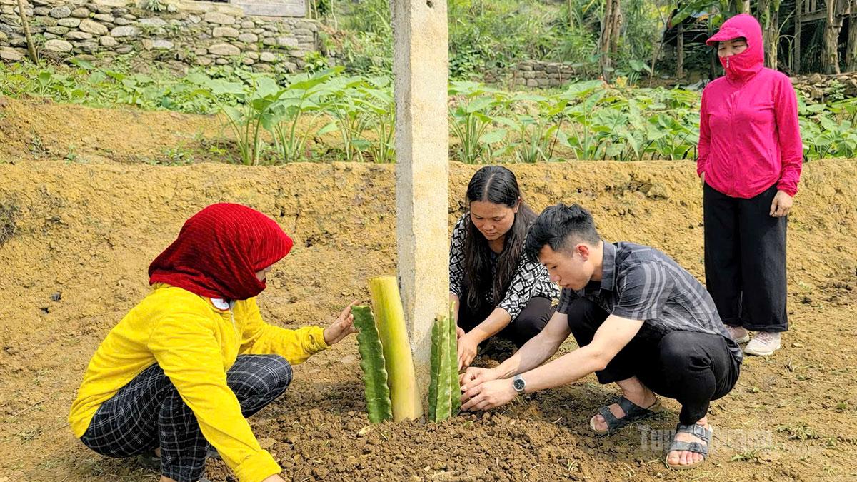 ພະນັກງານວິຊາການຈາກສູນ RIC ໄດ້ນຳພາປະຊາຊົນທ້ອງຖິ່ນປູກຕົ້ນມັງກອນໃນພິທີເປີດຕົວ.