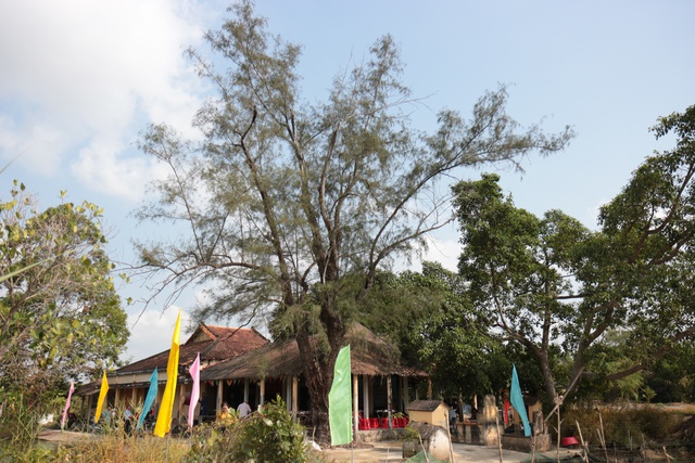 Un antico albero di casuarina di oltre 120 anni è stato riconosciuto come albero patrimonio vietnamita - Foto 1.