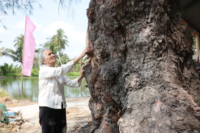 Un antico albero di casuarina di oltre 120 anni è stato riconosciuto come albero patrimonio vietnamita - Foto 2.