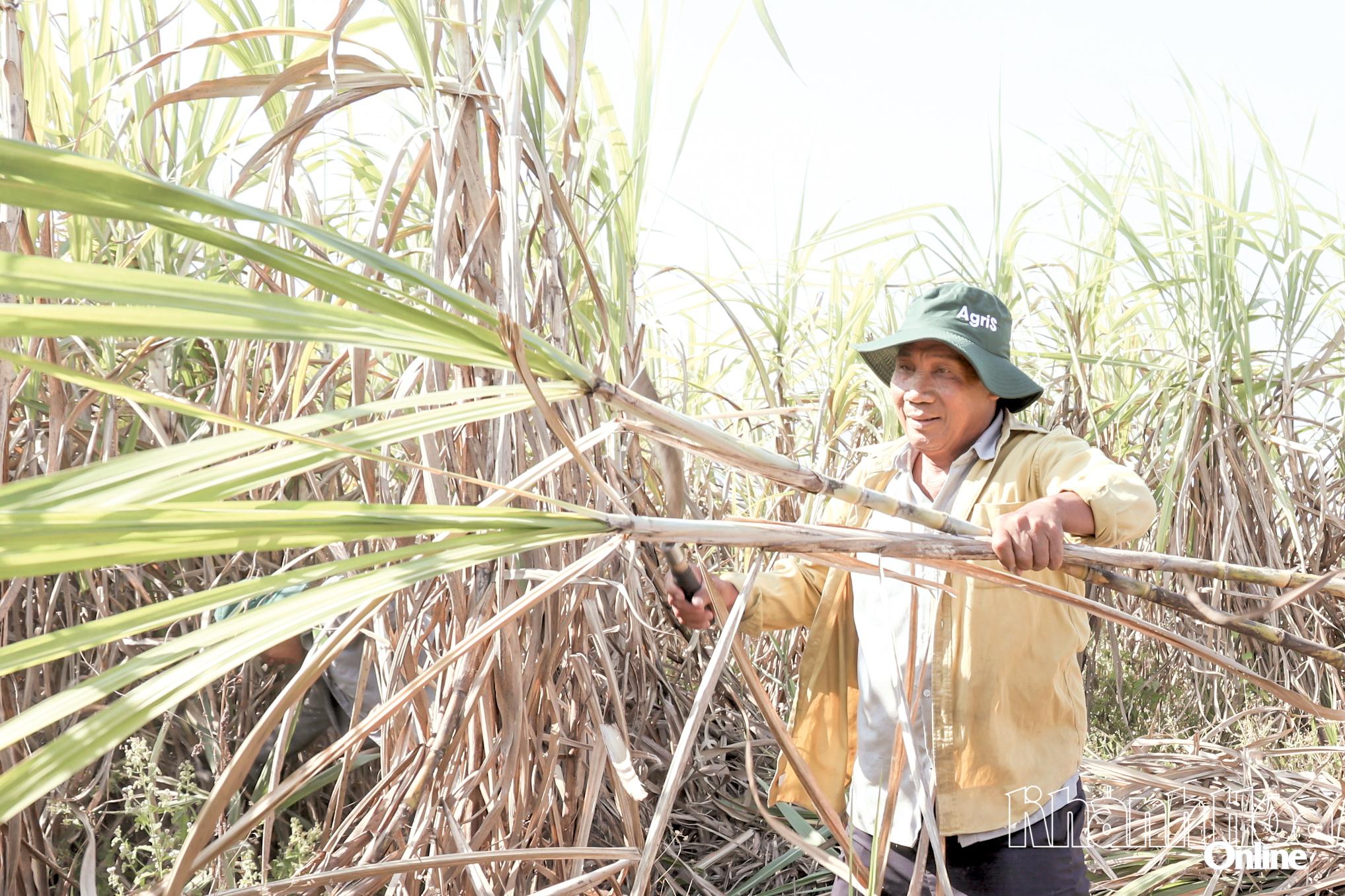 Farmers in Tan Dinh commune are harvesting sugarcane.