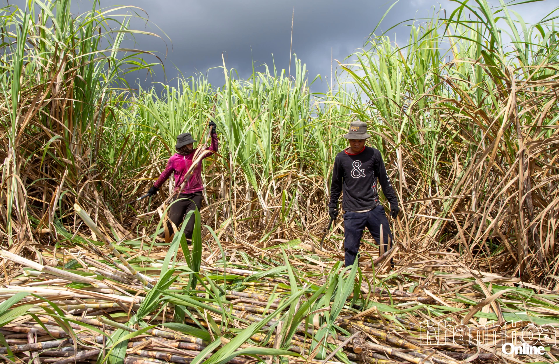 Farmers in Lam Son commune are harvesting sugarcane.