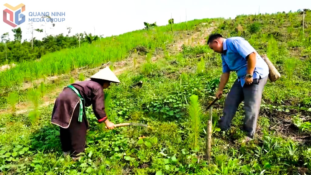 مردم دائو در روستای خه پونگ، از توابع کی تونگ، در حال مراقبت از جنگل بزرگ الوار تازه کاشته شده هستند.