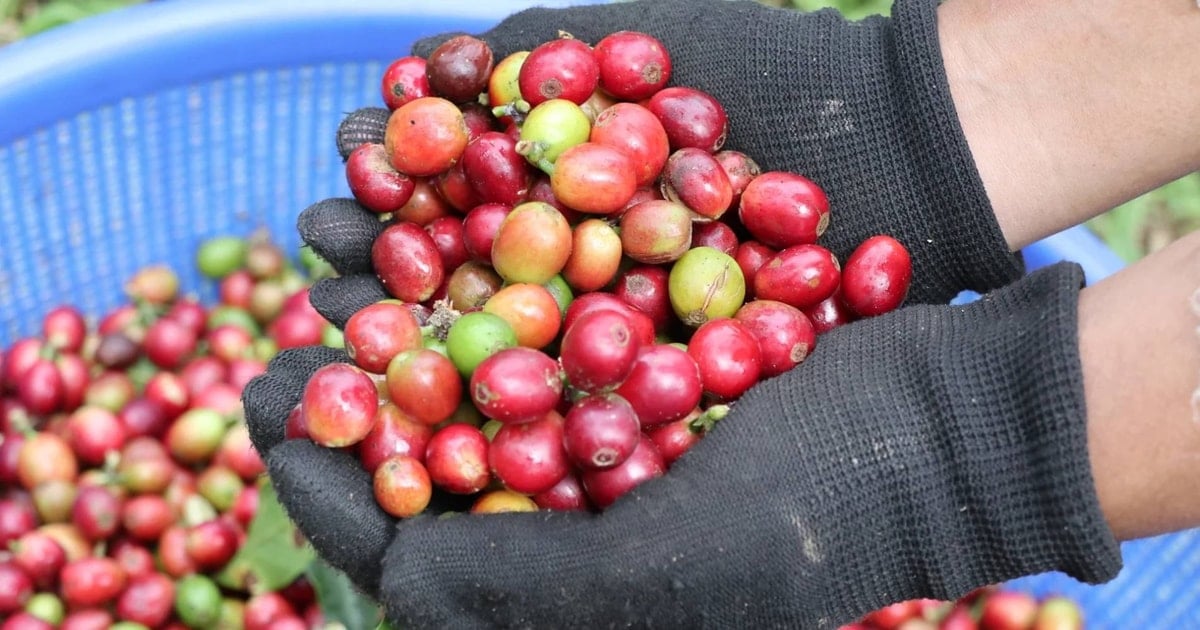 Koffieprijzen vandaag, 4 april 2026: Centraal-Hoogland het hoogst met 89.300 VND.