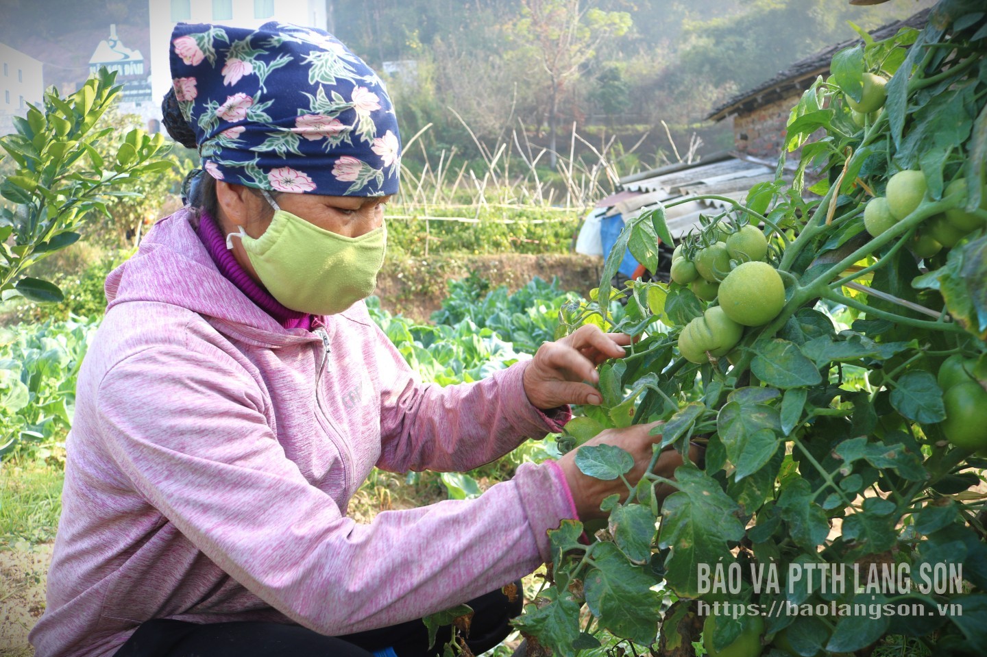 Members and farmers in Cao Loc commune are applying techniques to tomato cultivation after participating in a vocational training course on tomato planting and care.