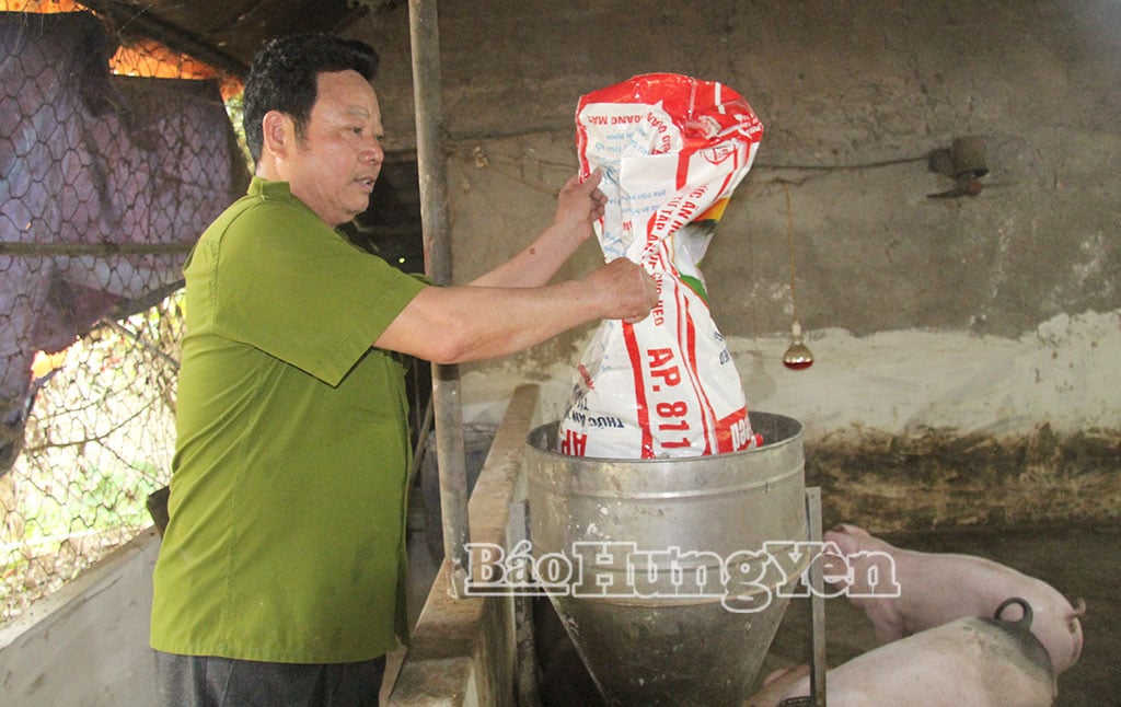 Il veterano Nguyen Duc Xuan, del comune di Le Quy Don, ha investito nello sviluppo dell'allevamento del bestiame.