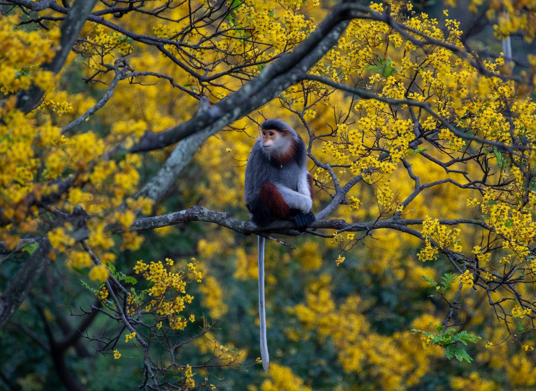 The promised land of wildlife tourism.