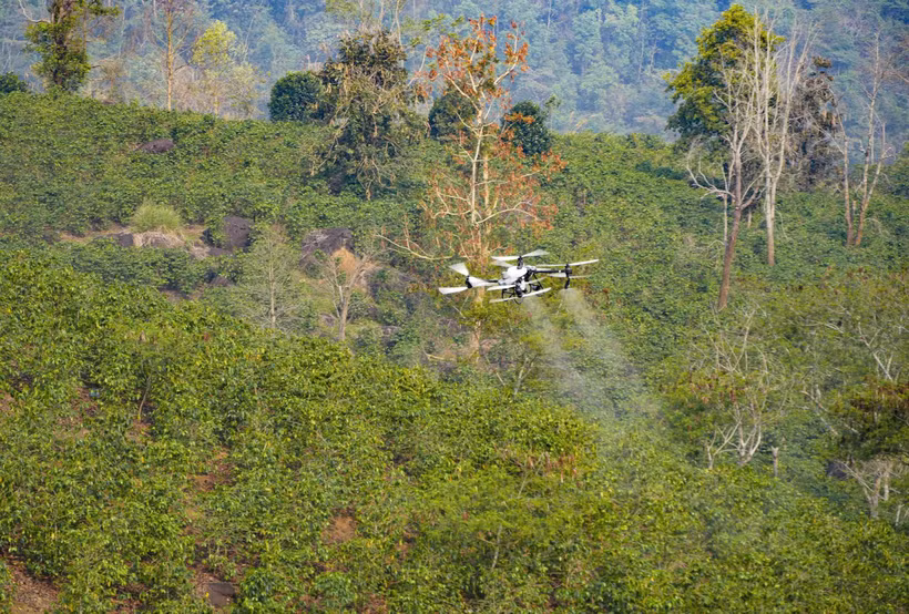 Drones desenvolvidos pela FPT e pela Truong Thinh Drone estão sendo testados para pulverização de pesticidas em plantações de café na região do Lago Ang Cang, vila de Manh Danh, comuna de Muong Ang, província de Dien Bien. Foto: Xuan Tu/TTXVN.