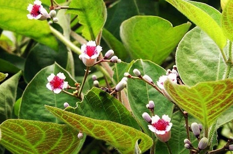 Tác dụng giải độc cơ thể của lá mơ lông- Ảnh 1.