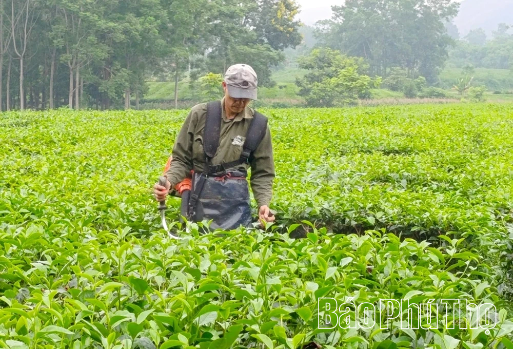 টে কক-এ যৌথ অর্থনীতির উন্নয়ন