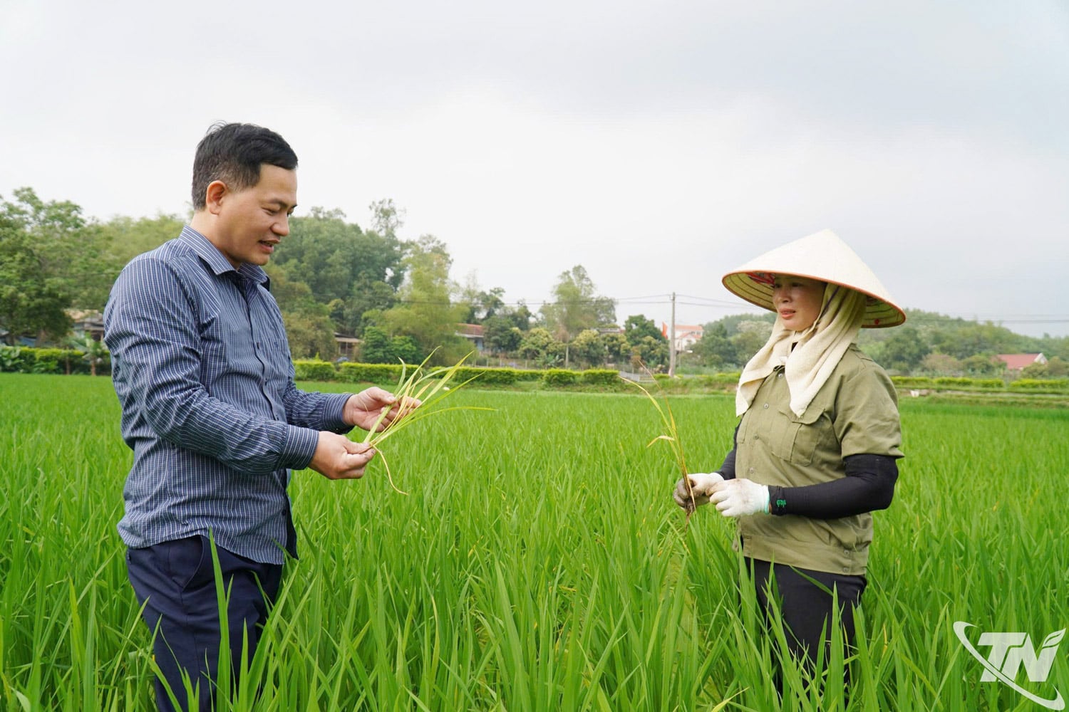 A Tan Khanh község mezőgazdasági tanácsadói útmutatást adnak a gazdáknak a tavaszi rizst a virágzási szakaszban károsító kártevők és betegségek azonosításában.