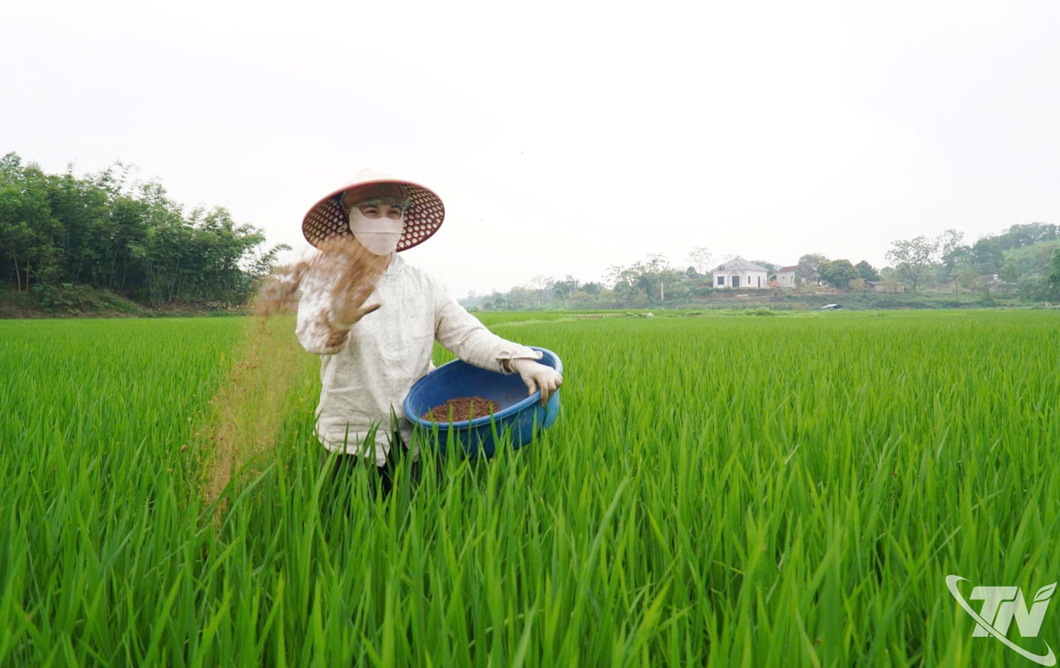 Thai Nguyen célja közel 90 000 hektárnyi rizsföld fenntartása, biztosítva az élelmiszerbiztonságot és növelve a termelési értéket.
