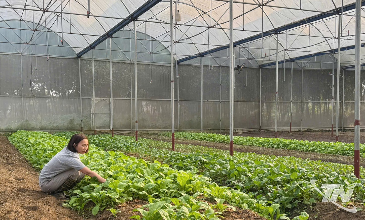 タイグエンの家庭では、温室で葉物野菜を栽培することで、有機栽培の基準を満たしやすくなる。