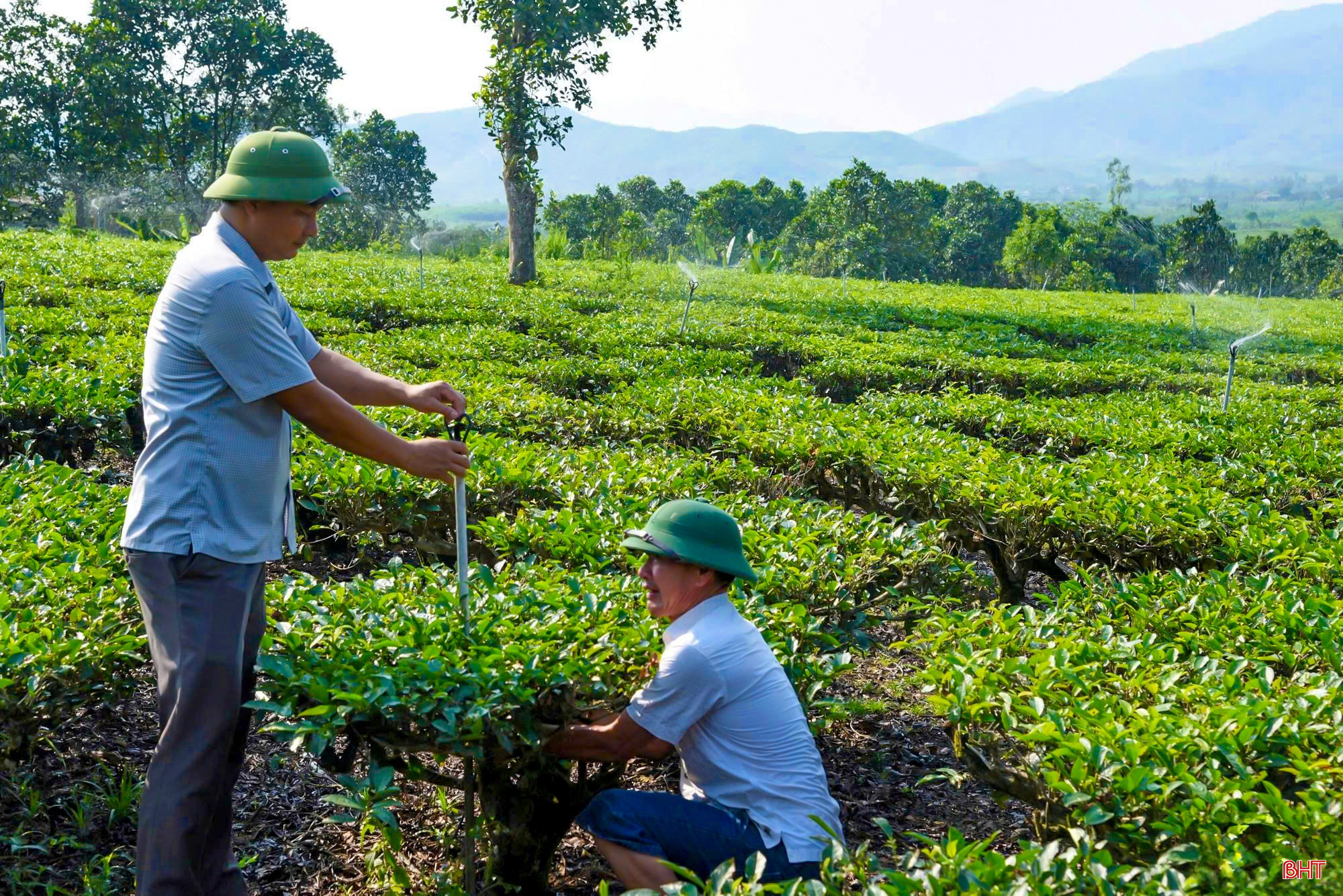 ケンヴァンの農家は、茶の木を守るために干ばつと闘っている。