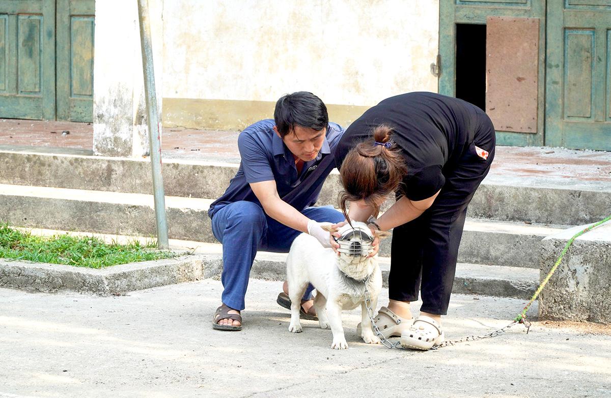 Il personale specializzato del comune di Meo Vac sta somministrando vaccini antirabbici ai cani presso le abitazioni della zona.