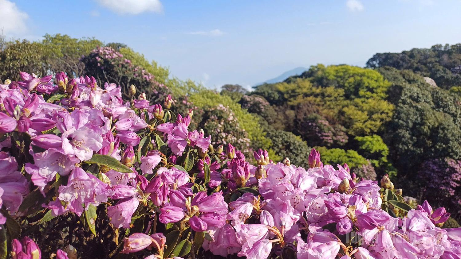 Sulla catena montuosa del Tay Con Linh fioriscono i rododendri. La fioritura è abbondante fino alla vetta di 2.428 metri e dura fino a metà aprile.