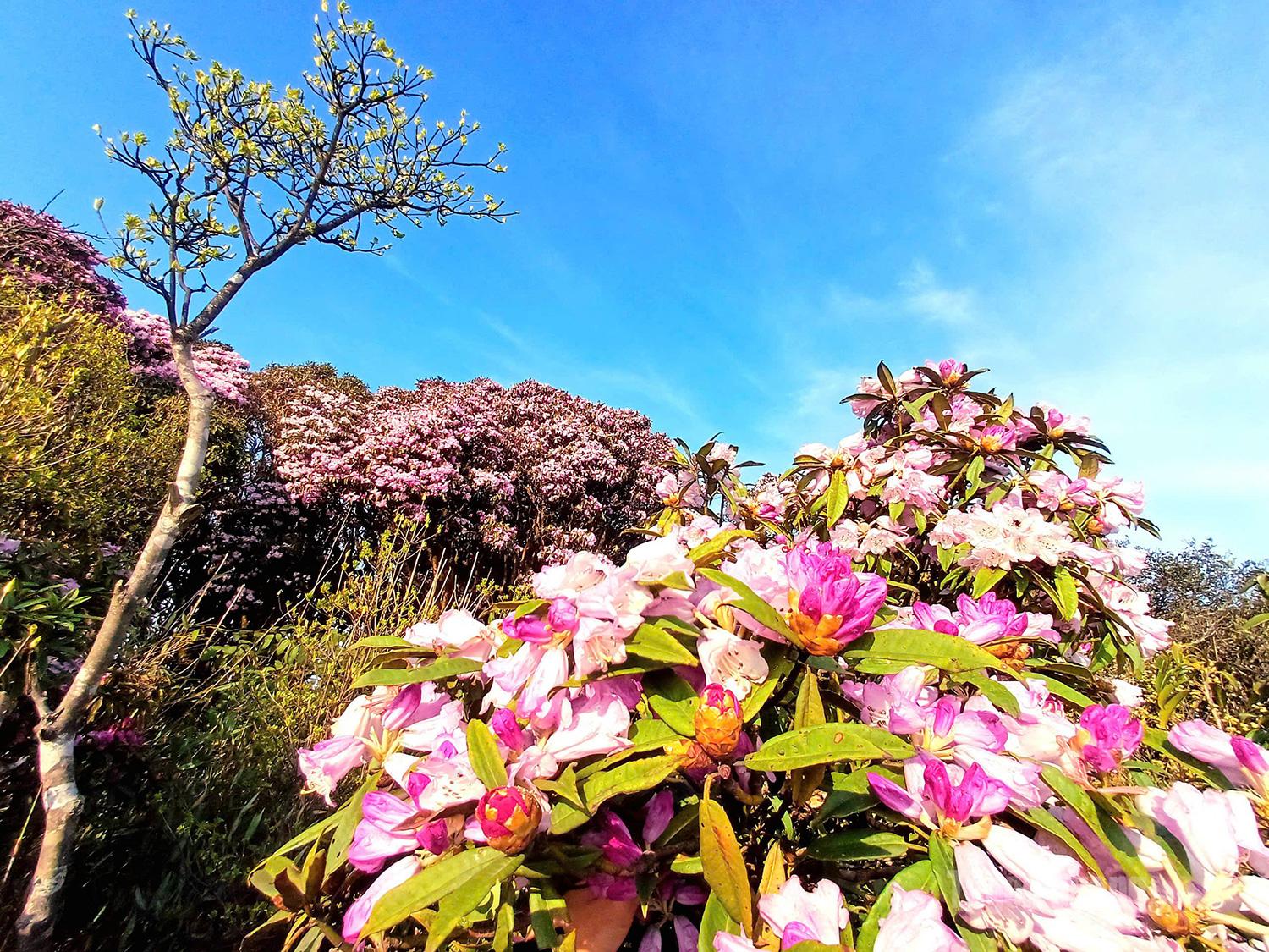 Tay Con Linh vanta oltre 5.000 ettari di antichi rododendri, trasformando l'area centrale di Cao Bo in un