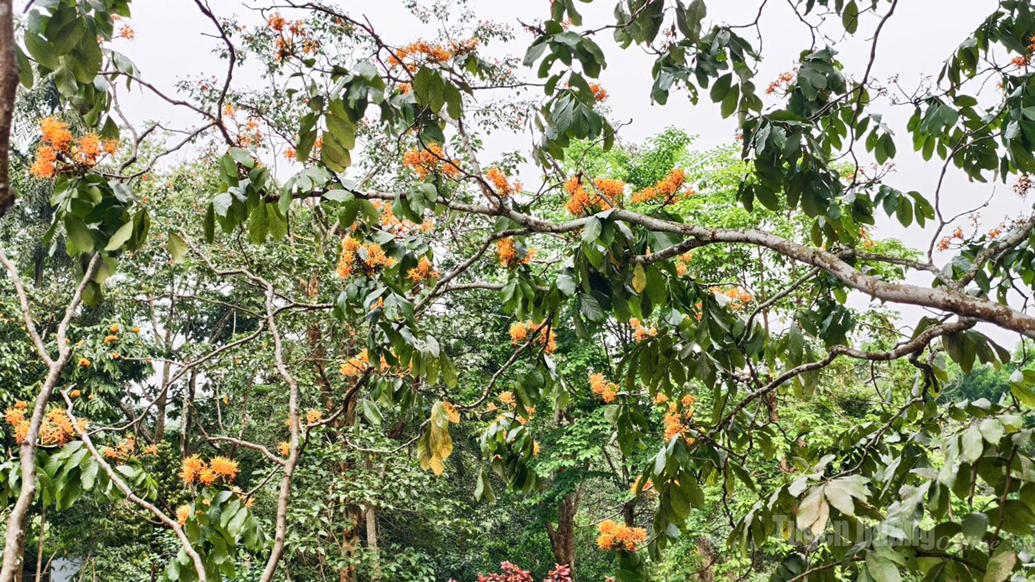 L'albero della pioggia dorata (noto anche come fiore spensierato) è un fiore selvatico caratteristico dalle vivaci tonalità arancio/gialle, che di solito fiorisce intorno ad aprile, donando una bellezza incontaminata alle montagne e alle foreste di Tuyen Quang.