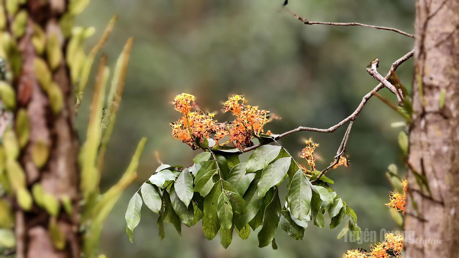 Con il suo caratteristico colore arancione, l'albero della pioggia dorata aggiunge un tocco vibrante alle foreste di Tuyen Quang.