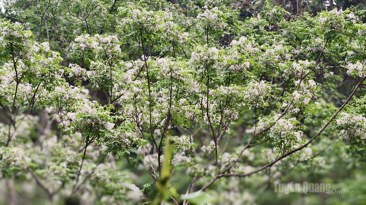 Con l'arrivo della bella stagione, i delicati fiori bianco pallido dell'albero di Xoan creano un'atmosfera romantica e serena ai margini del bosco.