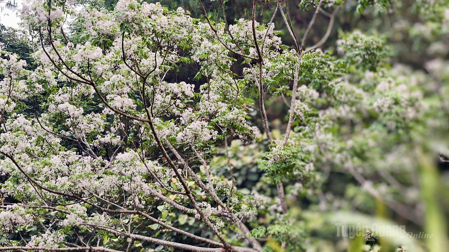 Grappoli di fiori viola di Lagerstroemia fioriscono in abbondanza, offrendo uno spettacolo di rustica bellezza tra montagne e foreste.