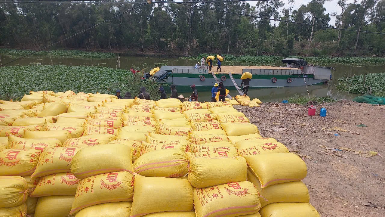 Los agricultores cosechan el arroz de la temporada invierno-primavera 2025-2026.