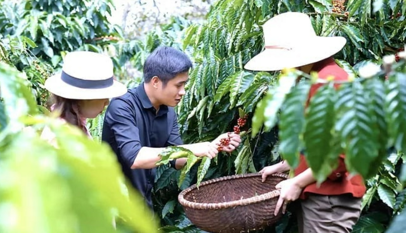 Bay Le Van Hoang, Enjoy Coffee çiftliğinde ziyaretçilere olgun kahve çekirdeklerinin hasat sürecini anlatıyor. Fotoğraf: Hong Thuy.