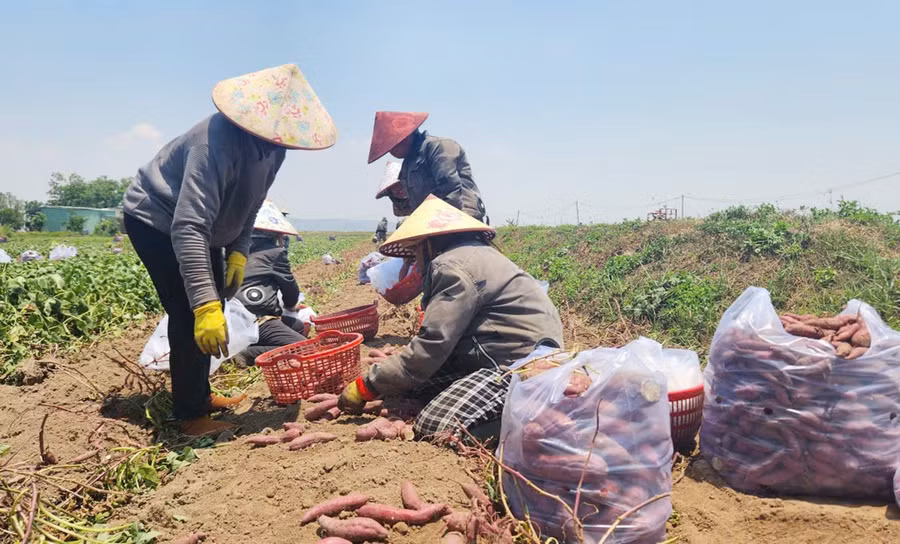Sotto il sole cocente, con temperature che sfiorano i 40 gradi Celsius, la gente continua a raccogliere patate dolci nei campi del villaggio di Kim Mon, nella comune di Chu A Thai.