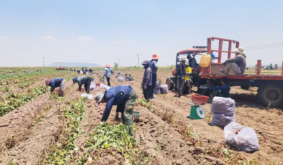 Gli abitanti della comune di Phu Thien raccolgono patate dolci, ma non possono essere felici perché il prezzo di vendita è troppo basso.